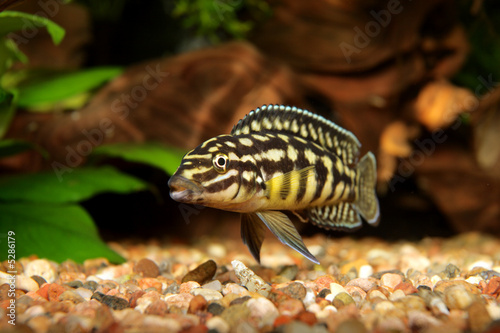 julidochromis photo