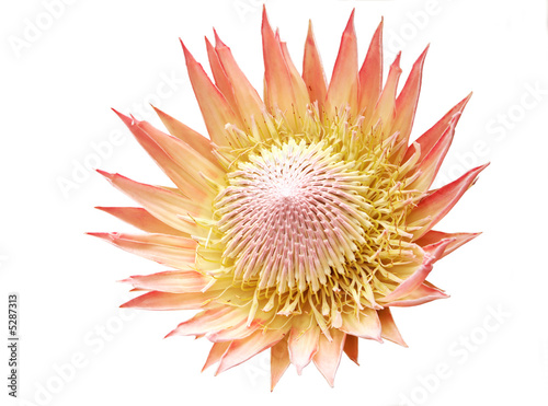 Tableau sur toile King Protea