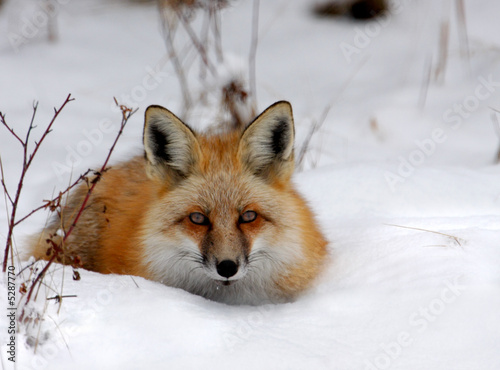Φωτογραφία Winter Fox