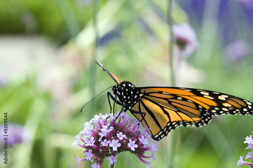 Fototapeta premium Queen Butterfly (Danaus gilippus) 