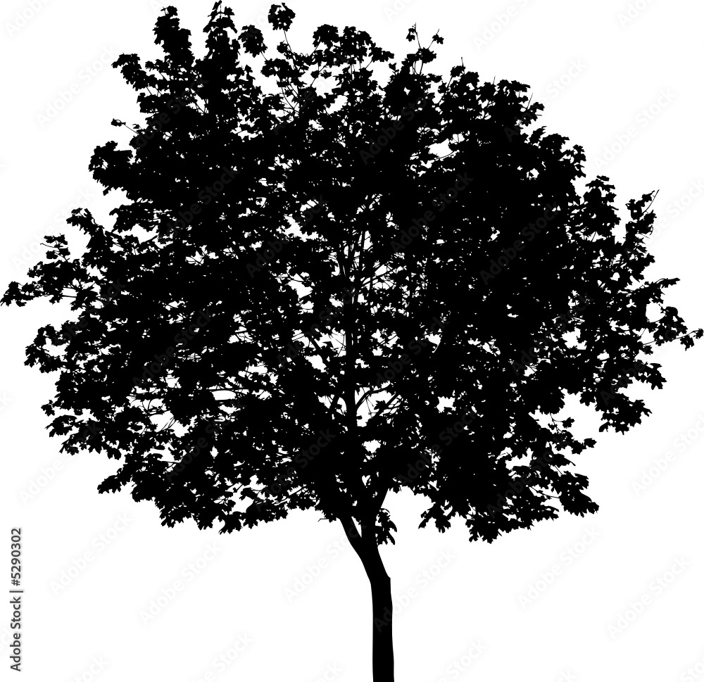 Fototapeta premium Isolated tree - Mask