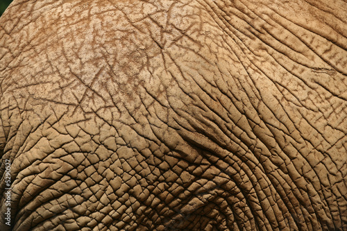 Elephant Skin 1