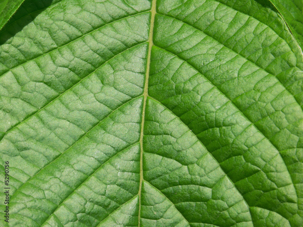 limbe vert limbe vert