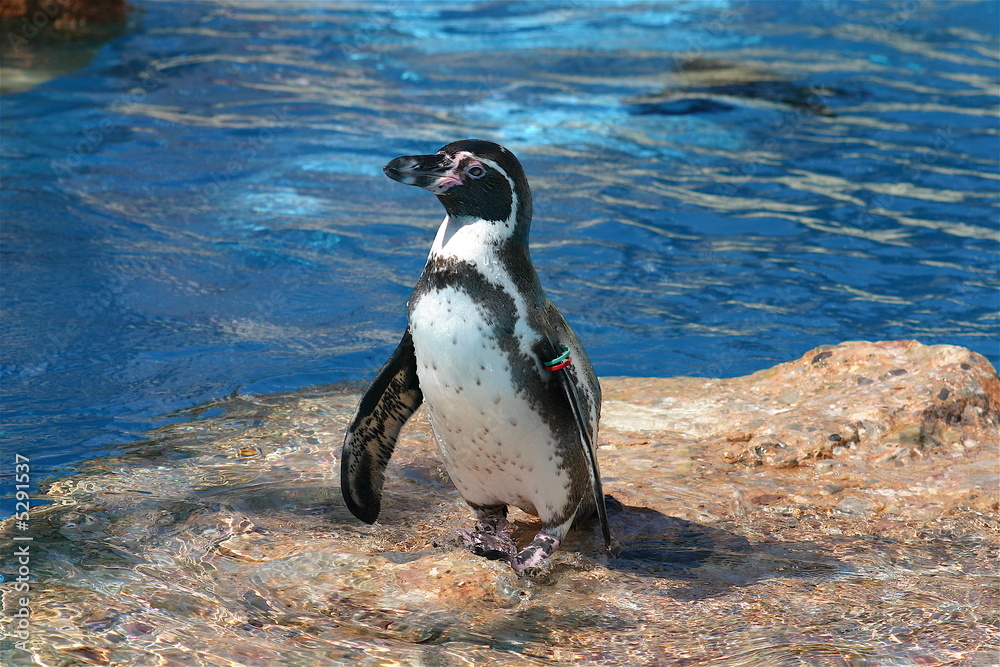 Obraz premium Pinguin