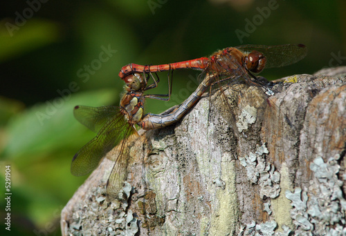 Copulation