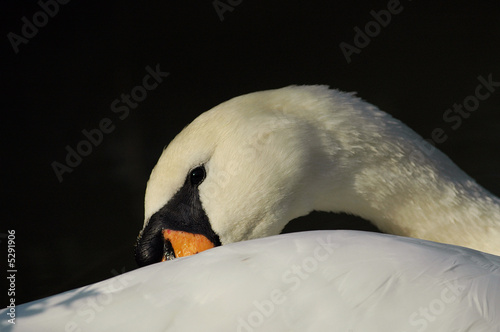 Swan light