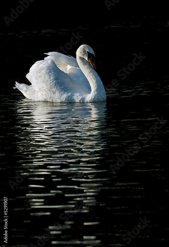 Swan lake
