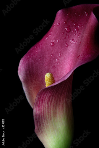 Calla Lilly 2