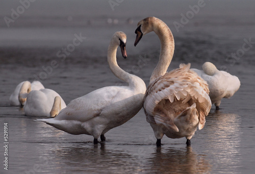 Courting Swans