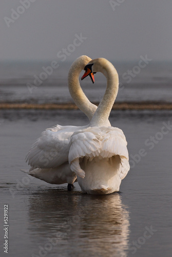 Courting Swans 2