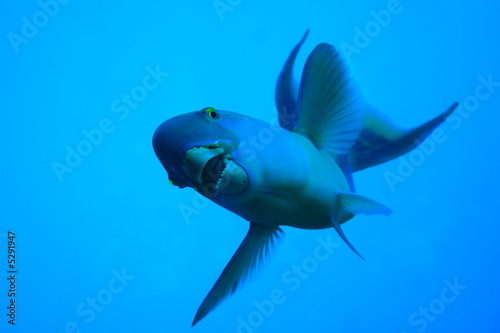 Fototapeta Naklejka Na Ścianę i Meble -  Parrotfish