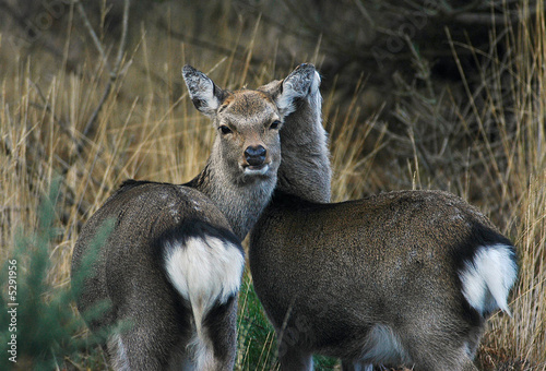 Smooching Deer