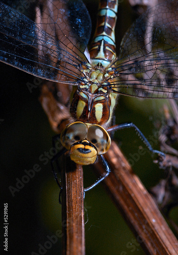 Close up dragonfly