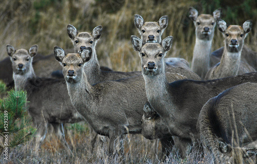 Inquisitive Deer