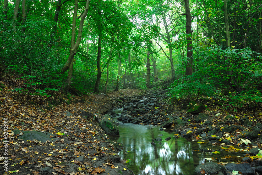 Photography Stream in the woods