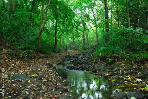 Fotografija Stream in the woods
