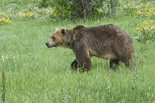 Grizzly bear-sub adult (about 4 yrs.)