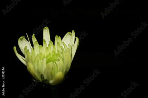 light green Michaelmas daisy