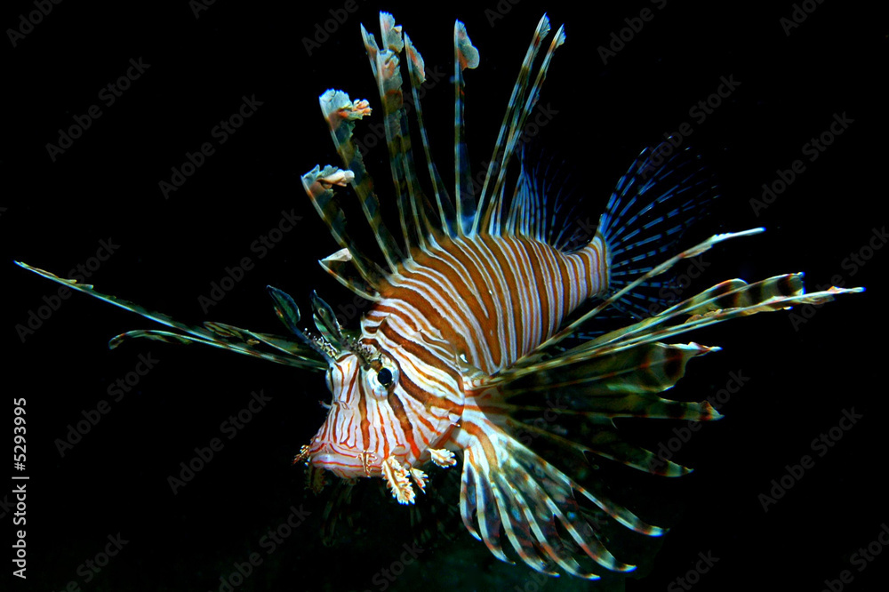 Obraz premium Common Lionfish on black background