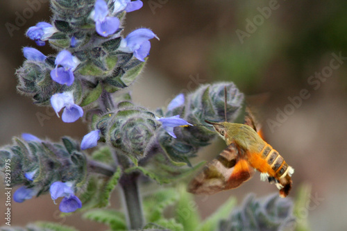 Moro-sphinx butinant des fleurs bleues photo