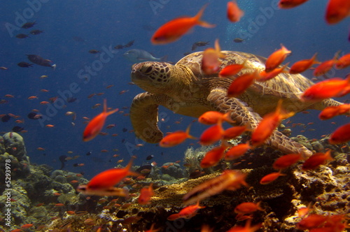 Turtle behind orange fish #5293978