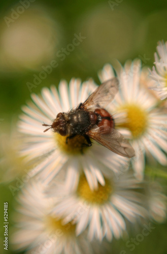 hoverfly on daisies