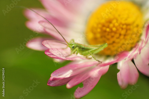 tiny cricket on a daisy