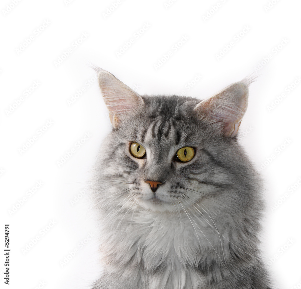 lovely grey maine coon cat