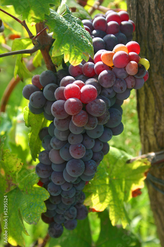 grappolo di uva