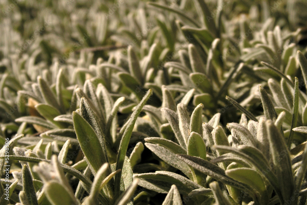 Obraz premium Hierba