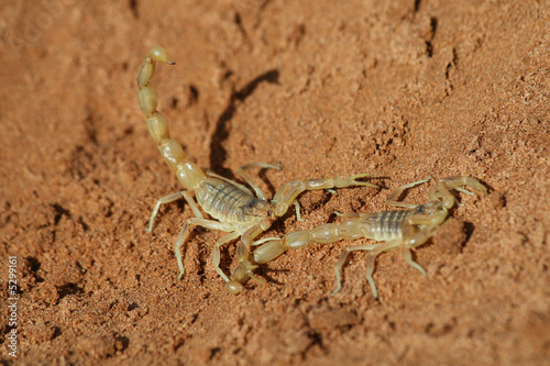 Zwei Skorpione im Sand der Sahara