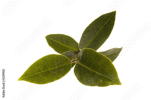 fresh tea leaf