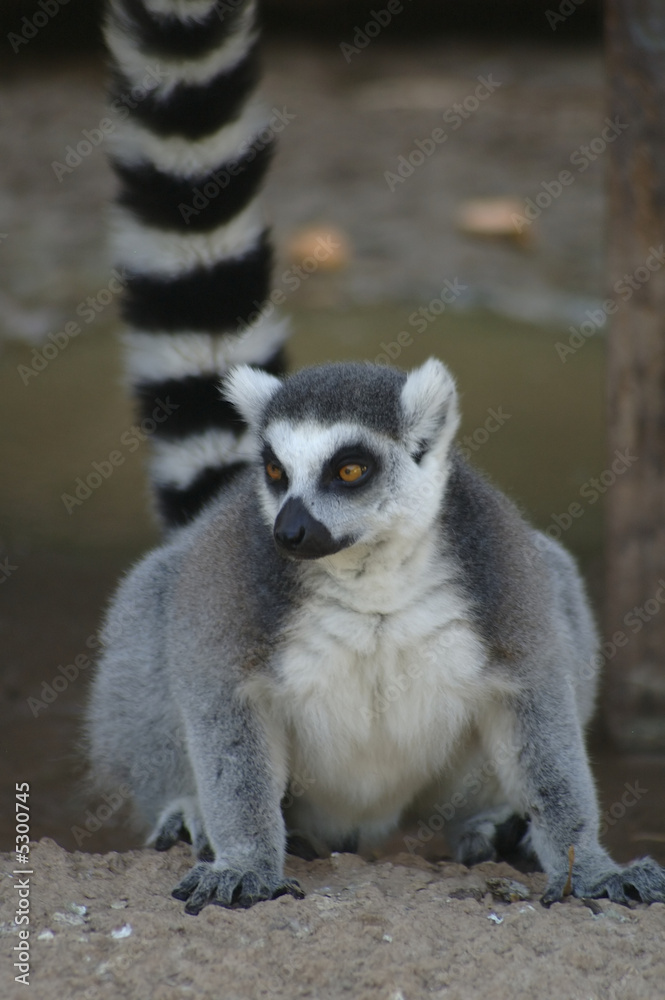 Obraz premium Lemur 1