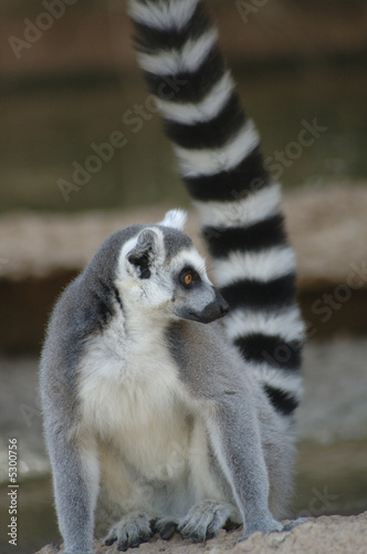 Lemur 2
