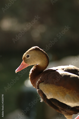 Brown Duck 2