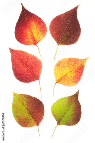 Autumn leaves