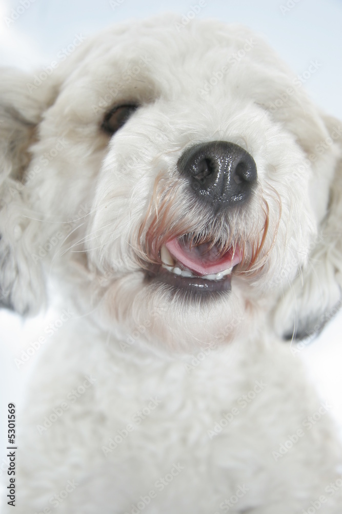 FLUFFY CHRISTMAS