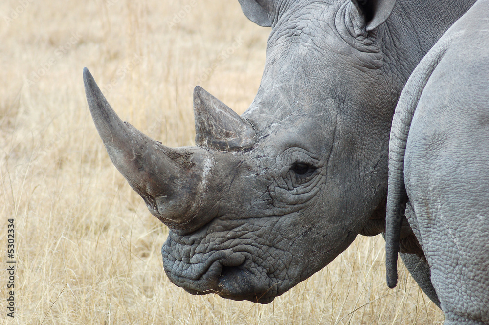 Fototapeta premium White Rhino