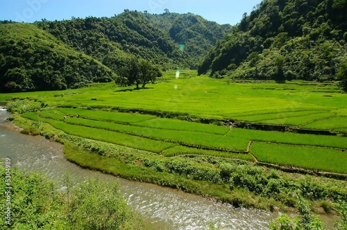 Rice Fields