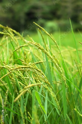 Rice