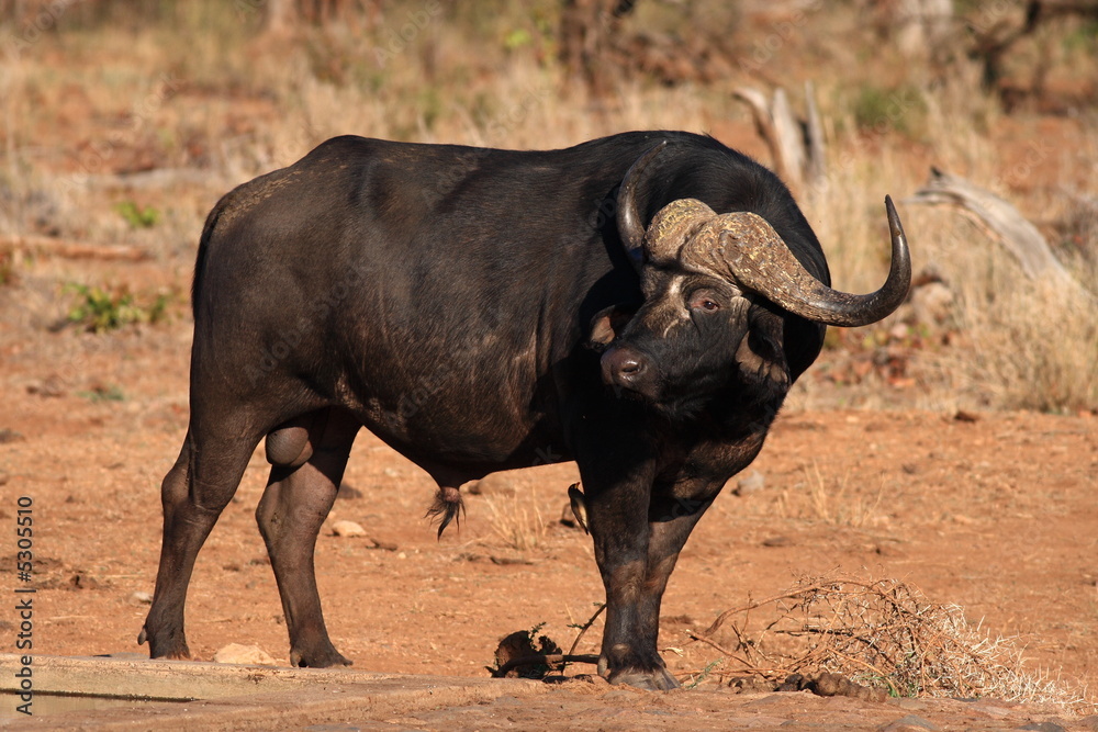 Cape Buffalo Bull (Syncerus caffer) Cape Buffalo Bull (Syncerus caffer)