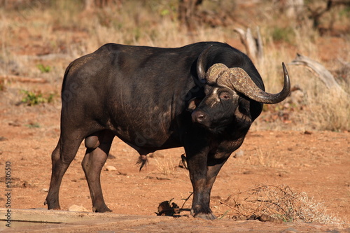 Cape Buffalo Bull  Syncerus caffer 