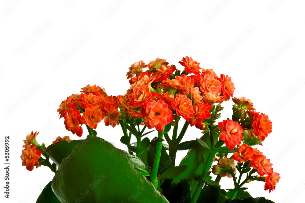 Obraz premium Isolated red flower