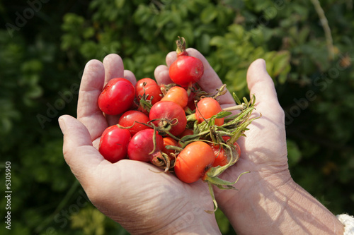 hands filled with rose hip