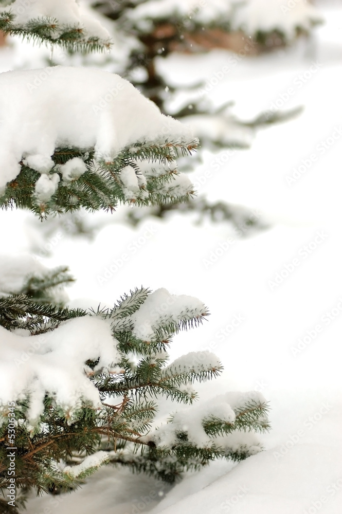 snowbounded xmas tree