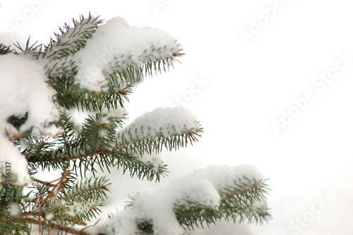 snowbounded xmas tree