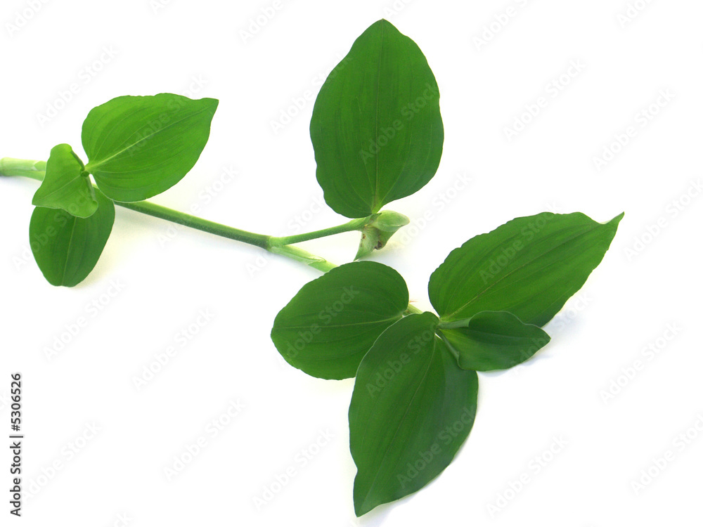 Obraz premium tige d'herbe verte