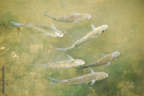 poisson a benodet