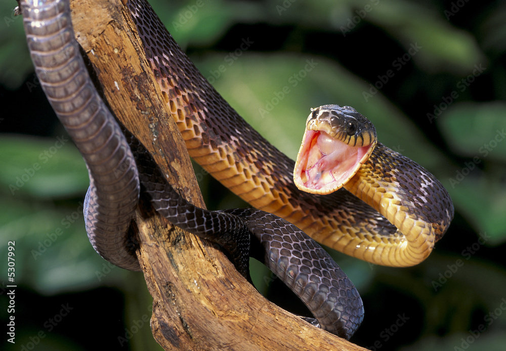 Fototapeta premium Blandings tree snake