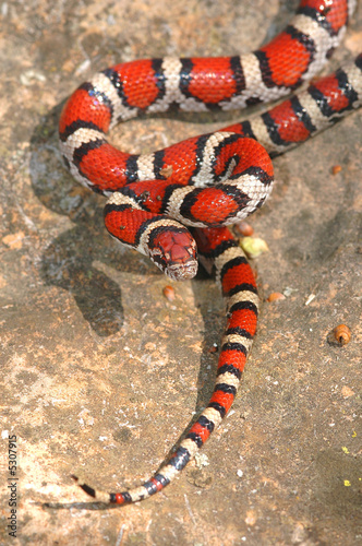 Young Red Milk snake